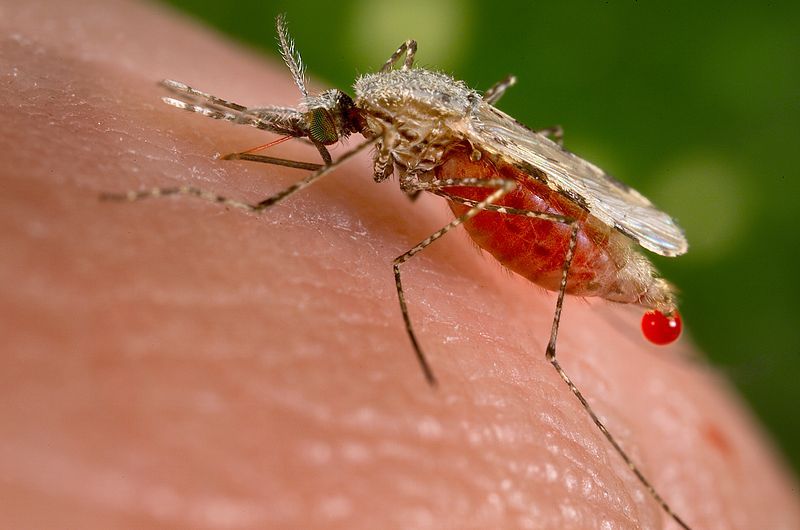 Dengue mosquitto
