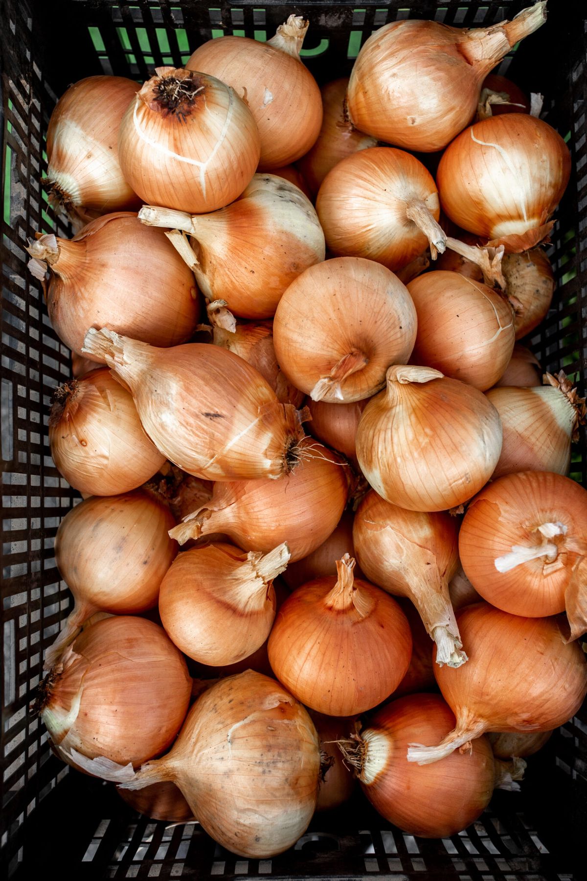 Onions in fridge